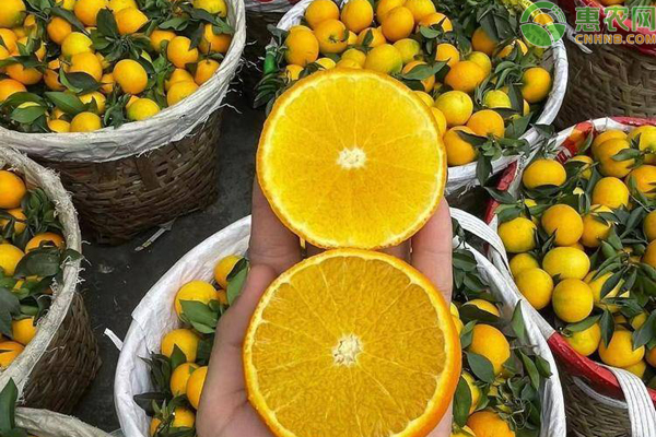 果冻橙是橙子还是橘子？