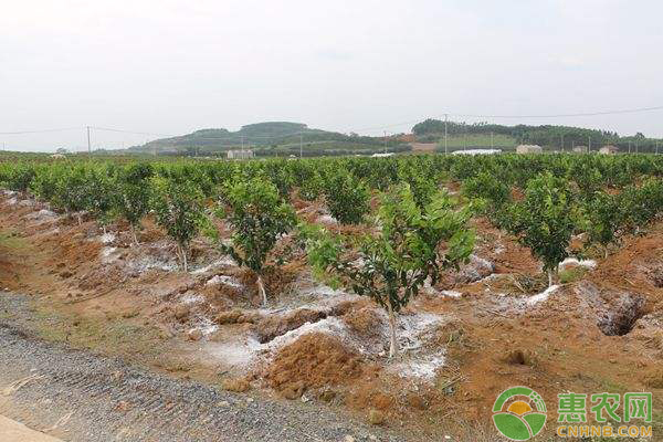 果树定植的要点及管理-图片版权归惠农网所有