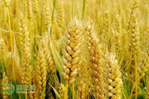 软小麦和硬小麦的区别