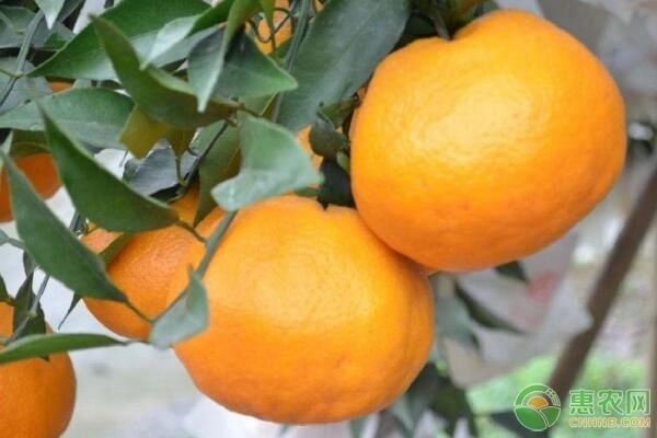 目前受欢迎的柑橘品种有哪些？