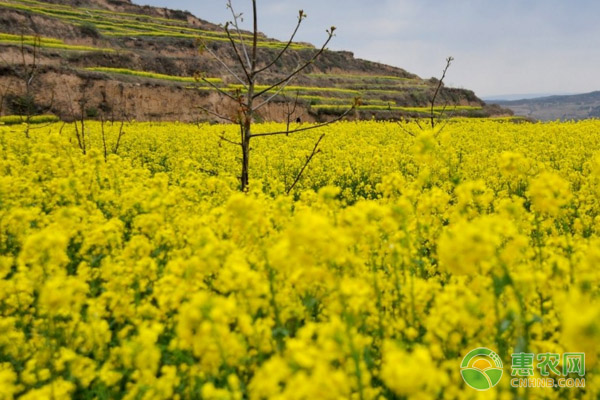 油菜田除草效果不好的原因是什么？-图片版权归惠农网所有