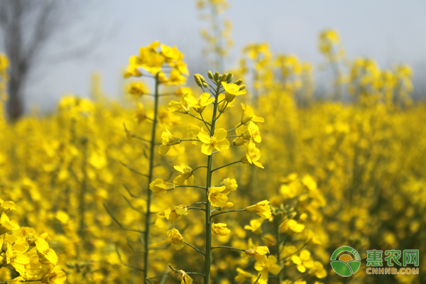 油菜田除草效果不好的原因是什么？-图片版权归惠农网所有