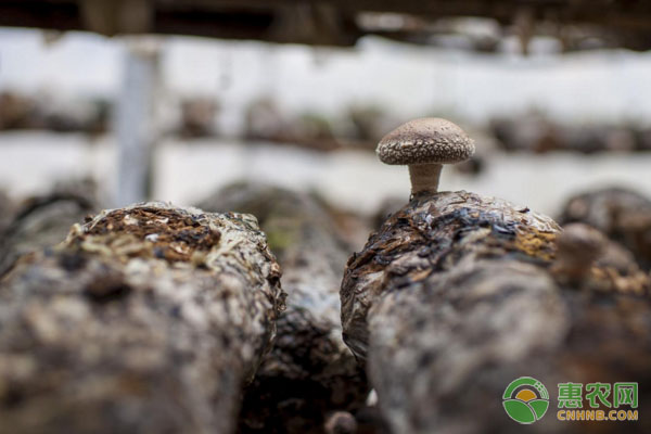一个蘑菇菌包能用几次？