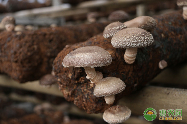 一个蘑菇菌包能用几次？