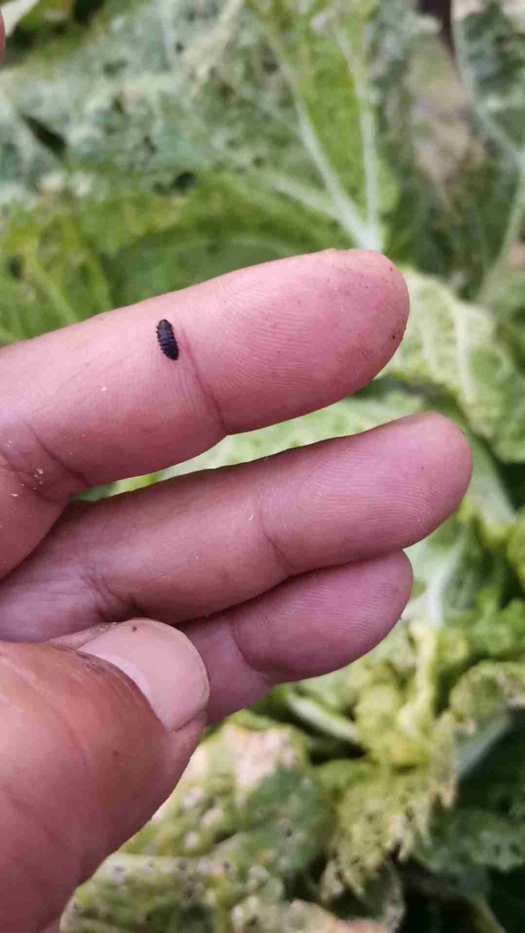 这些小黑虫是啥虫子?-专家问答 - 惠农网