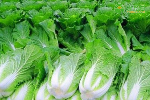 如何防治大白菜的立枯??？-圖片版權(quán)歸惠農(nóng)網(wǎng)所有