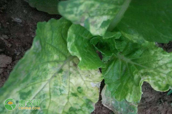 如何防治大白菜的立枯??？-圖片版權(quán)歸惠農(nóng)網(wǎng)所有