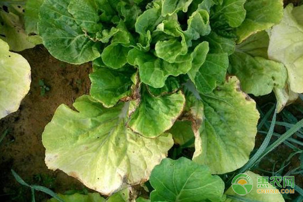 如何防治大白菜的立枯?。?圖片版權(quán)歸惠農(nóng)網(wǎng)所有