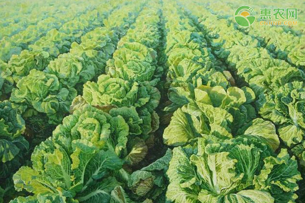 白菜葉子干燒病怎么治？-圖片版權(quán)歸惠農(nóng)網(wǎng)所有