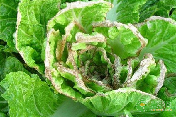 白菜葉子干燒病怎么治？-圖片版權(quán)歸惠農(nóng)網(wǎng)所有