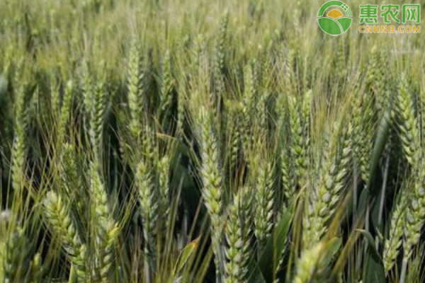 盘点高产小麦种子品种有哪些？