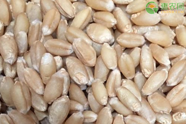 盘点高产小麦种子品种有哪些？