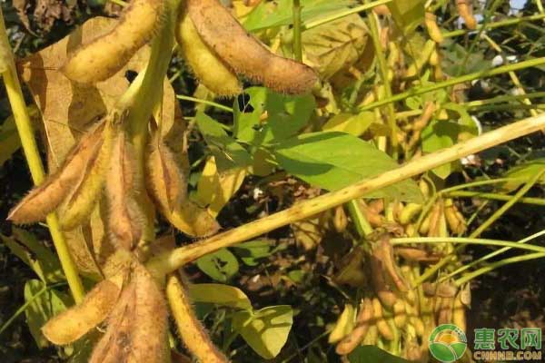 高产大豆种子有哪些品种？