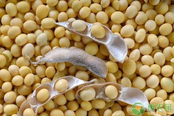 高产大豆种子有哪些品种？