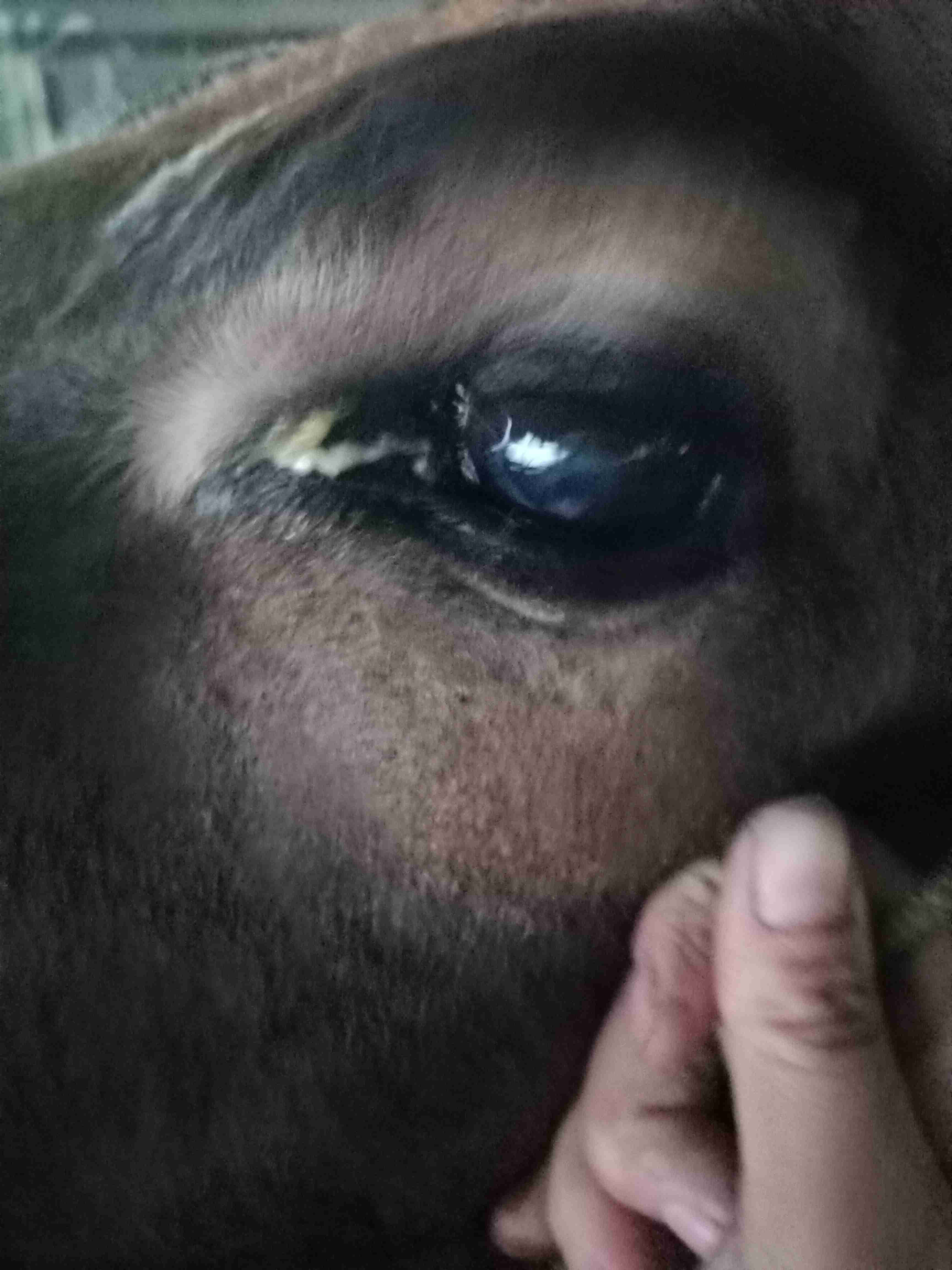 怀孕母牛眼睛血管图解图片