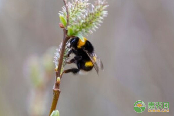 熊蜂和蜜蜂有什么区别？