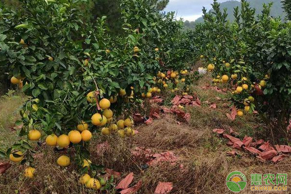 西柚落花落果原因及保花保果措施-图片版权归惠农网所有