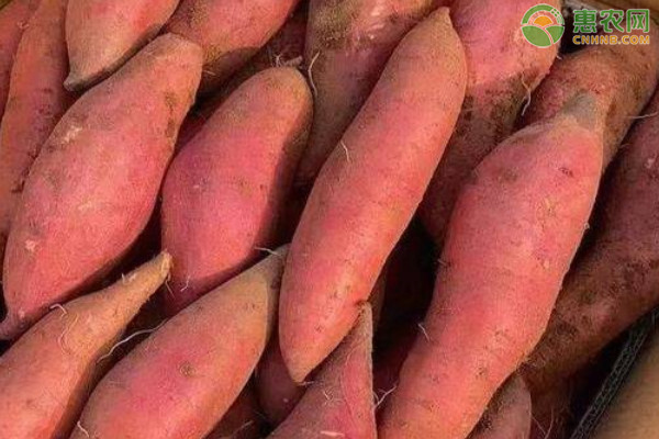 黄心红薯有哪些品种？