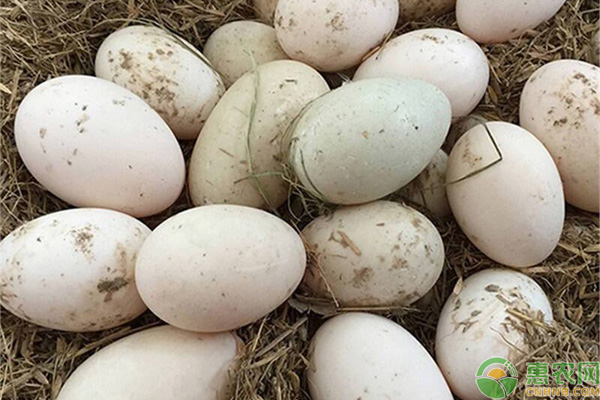 土鸭蛋和饲料鸭蛋有什么区别？
