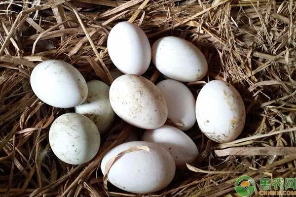土鸭蛋和饲料鸭蛋有什么区别？
