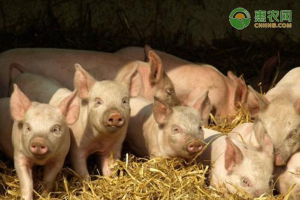 冬季养猪应该如何控制温度？
