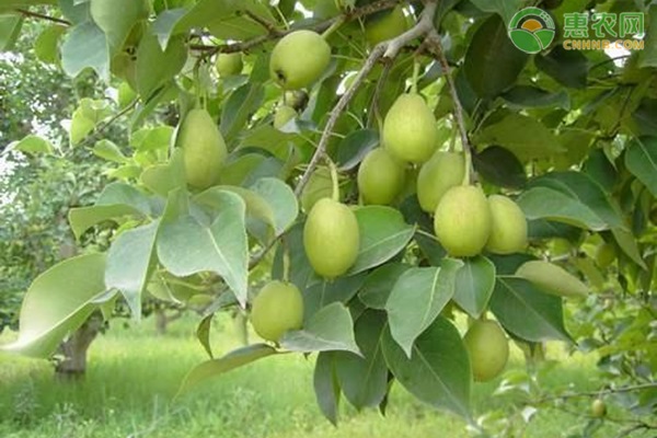 青皮梨子有哪些品种？