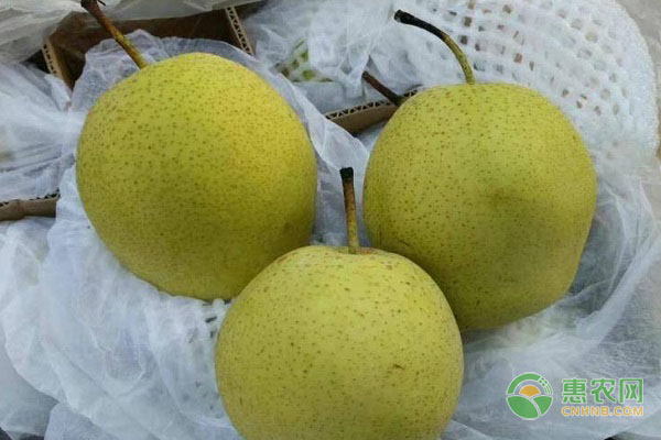 青皮梨子有哪些品种？