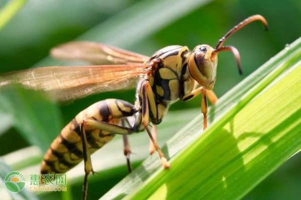 胡蜂吃什么食物？