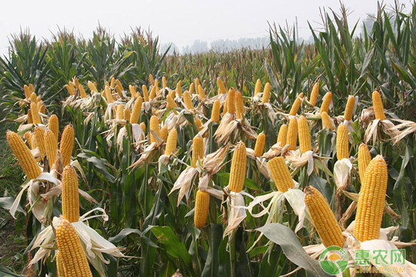 玉米种子十大品种