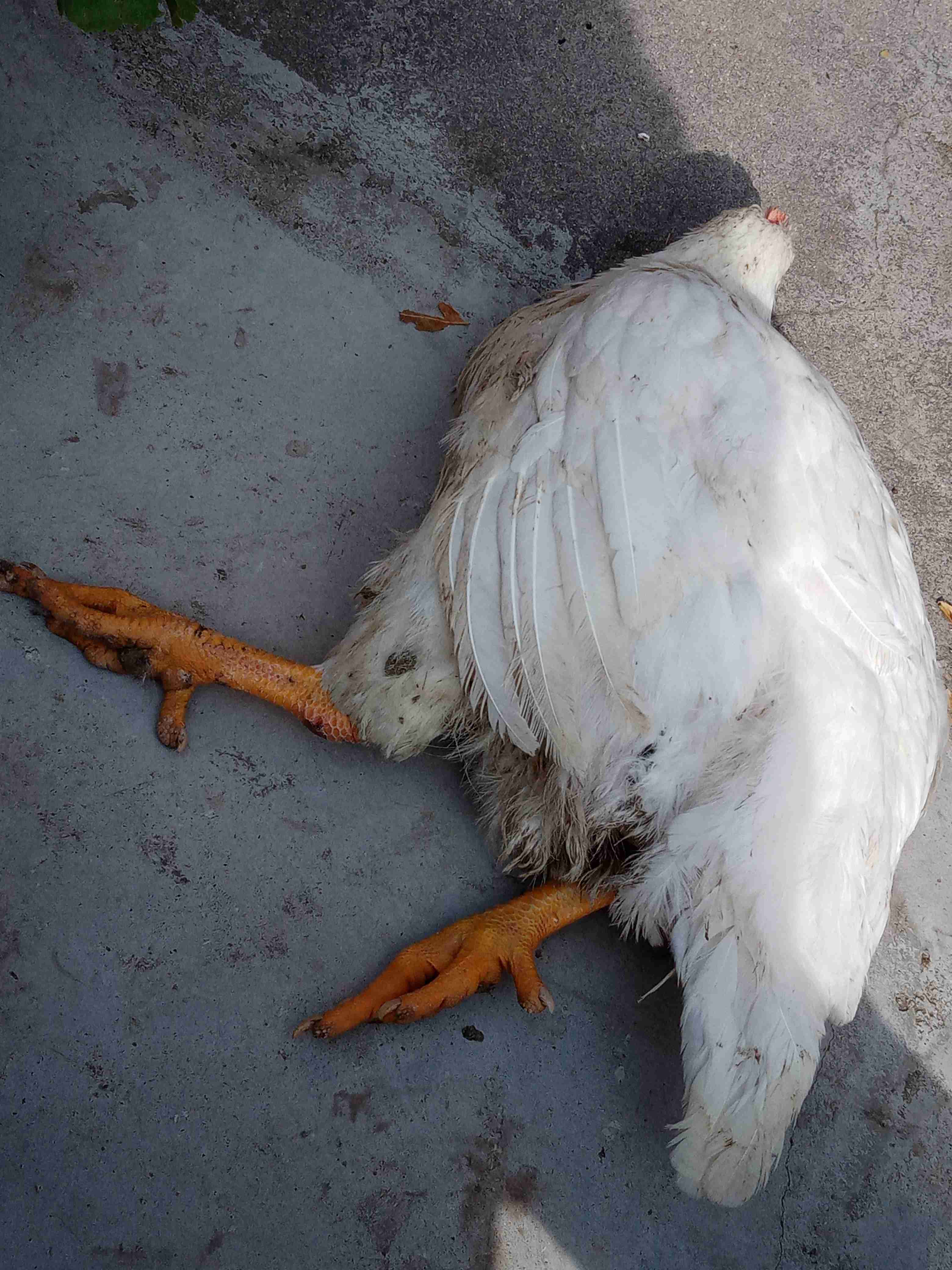 白羽肉鸡瘫痪没有食欲不吃食物鸡尾巴耷拉有点哆嗦