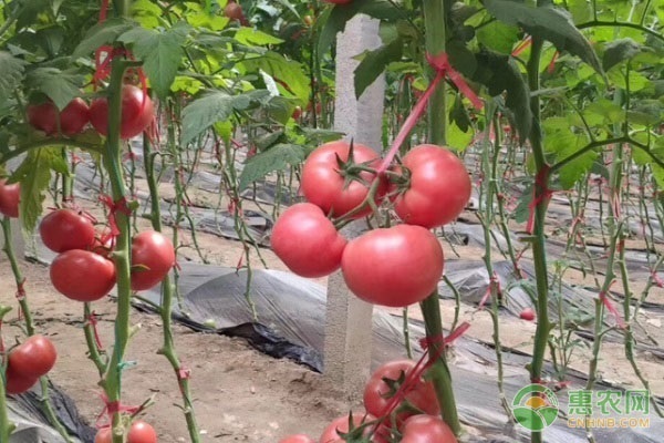 种植番茄挂果之后就开始萎蔫，是哪些原因造成的？