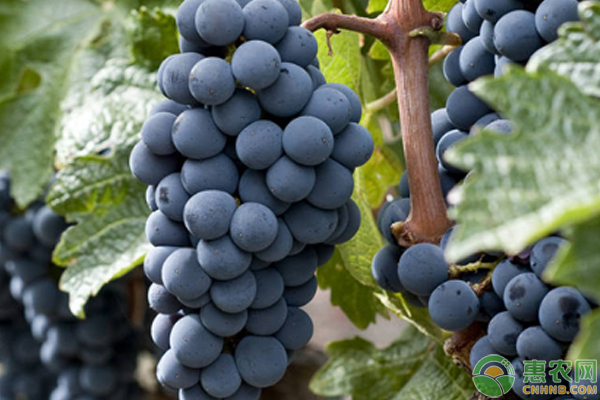 黑加仑和葡萄的区别是什么？