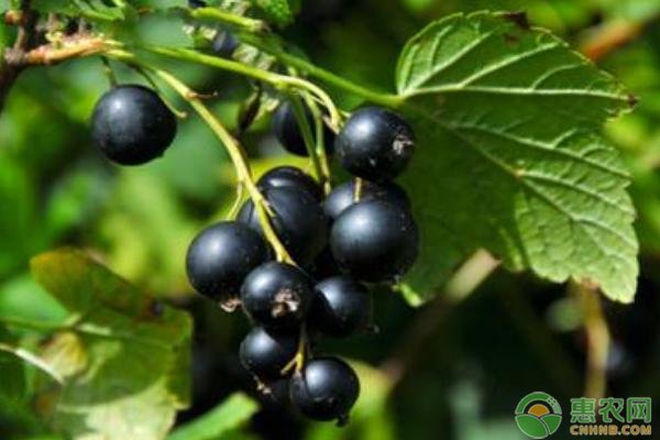 黑加仑和葡萄的区别是什么？