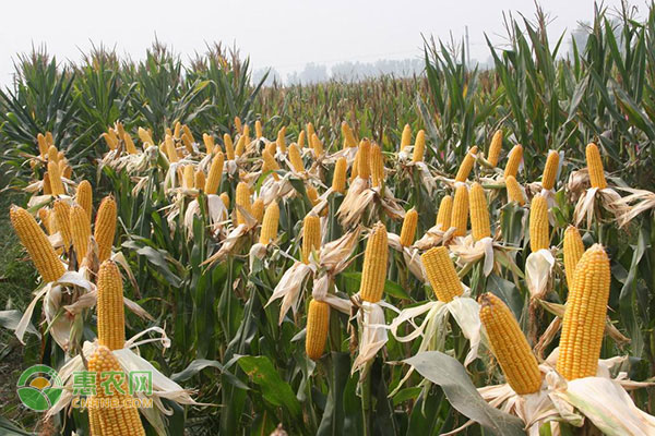 适合吉林种植的玉米品种有哪些？