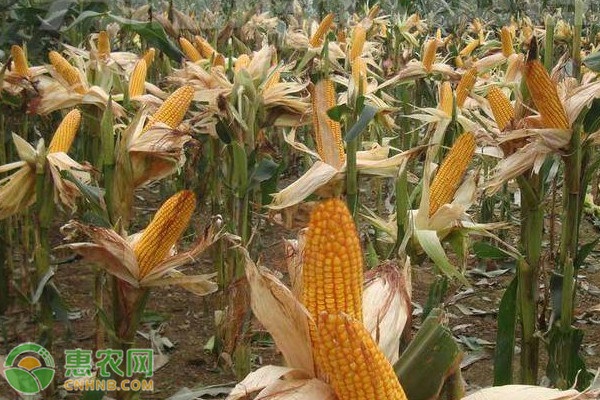 适合黑龙江种植的玉米品种有哪些？