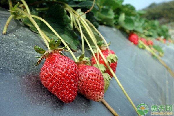 草莓的生长环境和条件