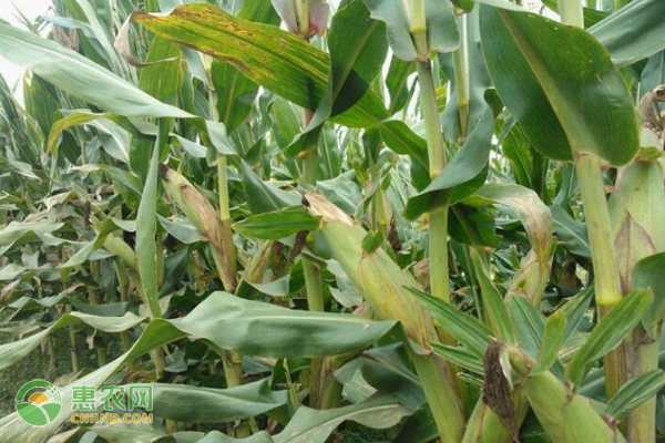 比登海605更高产的玉米种是什么？登海6188与618玉米种的区别有哪些？