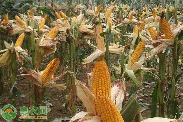 适合山东种植的青贮玉米品种