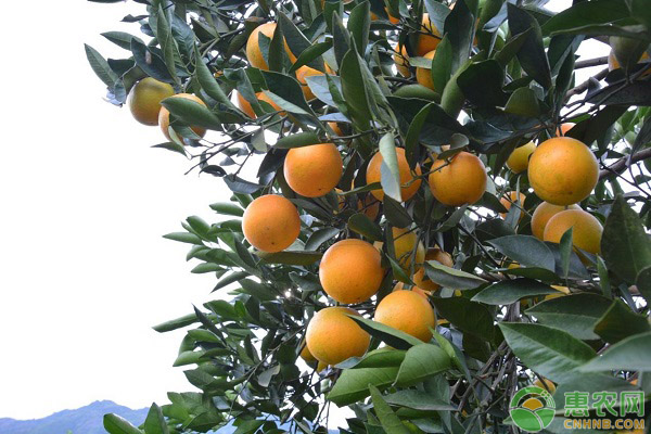 冰糖橙是什么季节成熟上市的水果？冰糖橙和脐橙的区别有哪些？
