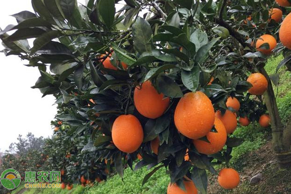 怎样种植脐橙树苗成活率高？-图片版权归惠农网所有