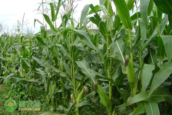 山东玉米品种哪个高产？