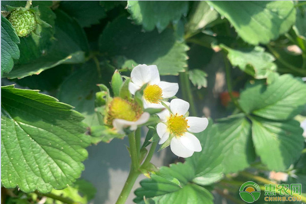 草莓花芯发黑是怎么回事？如何防治？-图片版权归惠农网所有