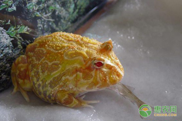 角蛙能长多大？有毒吗？
