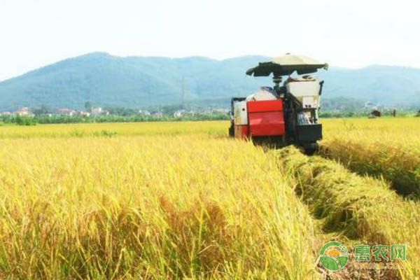 杂交水稻产量前后对比