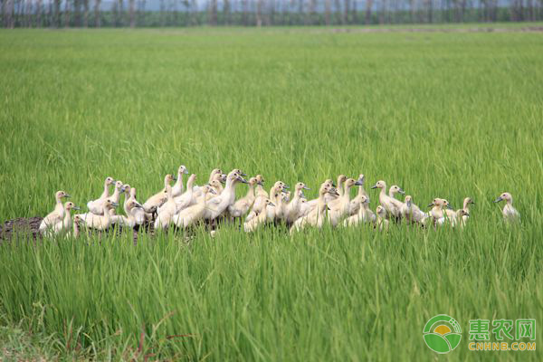 稻田养鸭是利用水稻和鸭子之间的什么关系？