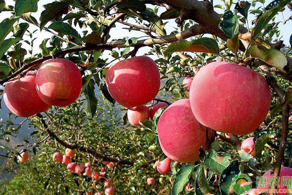 红富士苹果批发多少钱一斤？哪里产的好吃？