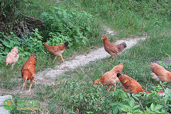 鸡近亲繁殖最多几代？繁殖需要公鸡吗？