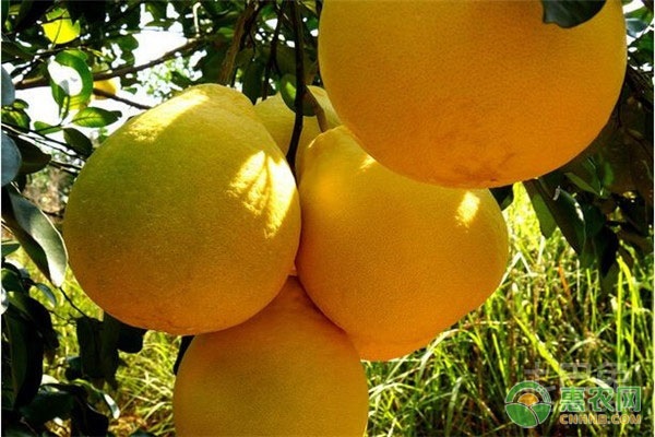 最好吃的柚子品种排名