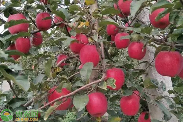 苹果幼树管理要点-图片版权归惠农网所有