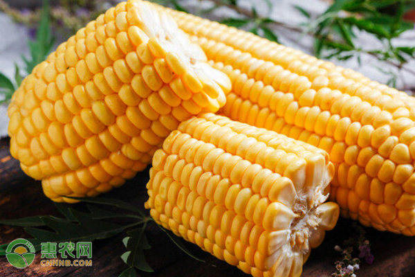 京科938玉米品种介绍和种植要点
